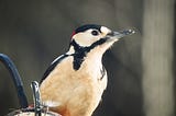 Great spotted woodpecker (male) perched on a cocunut shell filled with fat and seeds hung on a garden feeder.