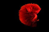 Swim Bladder Disease Betta- Quick How to Cure Guide!