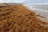 Production of biodegradable products from ALGAE