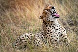 The Gathering: Why the Serengeti is Leaving My “Someday” List