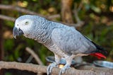 4 Interesting Facts About African Grey Parrots.
