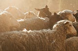 A flock of sheep standing on dirt while the sun beats down. Evergreen trees are in the background.