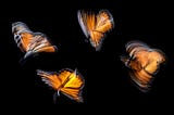 How Algorithms Weave the Butterfly’s Wingbeat into Our Paths