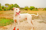 Dogs The Most Loyal And Friendly Companions Of Humans Amongst Animals