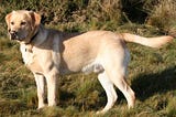 4 best dog breeds for kids.