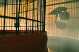 Bird in a cage