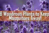 8 Wondrous Plants to Keep Mosquitoes Away!