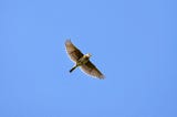 A skylark in flight against a cloudless blue sky