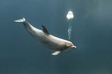 Dolphin blowing bubble underwater