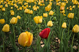 fleur rouge dans un champ de fleur jaune