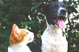 How to Get the Best Pet Insurance Plan, No Matter the Provider