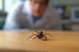 VIDEO: Using Dead Spiders As Robot Hands