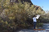 Data highlights tamarisk beetle populations within Mojave Trails National Monument