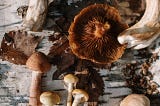 medicinal fungi