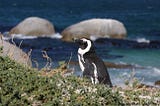 Establishing a new African Penguin Colony