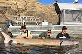 3 men holding a large sturgeon by a boat