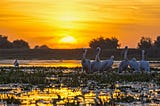 Exploring the Bay Area’s Shoreline Lake as a Birder