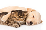 Do Dogs and Cats Really Hate Each Other?