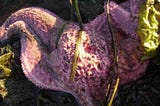 a purple starfish dappled with sunlight and strewn with seaweed.