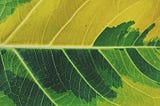 Jamaica: Biodiversity Study — ART + NATURAL SCIENCE