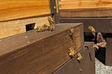 Landing board of a beehive, about a dozen bees, some arriving, some leaving. Some arriving have bright yellow pollen packets on their rear legs.