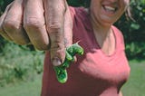 Pest Prevention: The Ultimate Companion Planting Guide Part 1