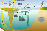Figure 4. from Bach et al. 2021 shows a summary of feedback occurring alongside CO2 removal by the seaweed.