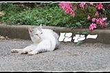 日本猫の日，聽點貓歌吧！