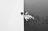 Marcin Ryczek, A Man Feeding Swans in the Snow. This scene reminded him of a yin-yang symbol and that was the initial concept for this image. Url: https://marcinryczek.com/