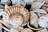 White and brown seashells on brown wooden surface