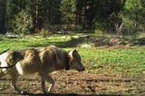 Wolf recommended reading list