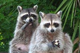Two raccoons, one holding a paw to its face, the other grasping something white.