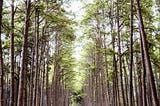 International Day of Forests: Protecting and Restoring Longleaf Pines Through Partnership