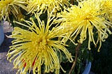 Spider Chrysanthemum