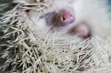 What I Learned From Owning A Hedgehog