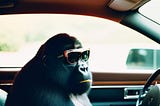 gorilla with sunglasses and wearing a suit driving a lambo