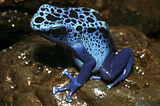 Step-By-Step Evolution Of A Chemical Weapons System By Poison Frogs