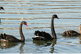 2020 Wrap Up: A Flight of Black Swans is Called A Wedge. Read Why?