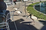 Sydney Australia, convicts and kangaroos