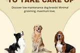 Dog Breed Easy To Take Care Of