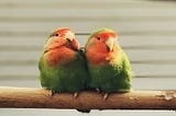 What are some fascinating lovebird facts?