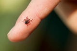 How do you know if you have Lyme disease and how to treat it?