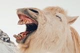 Mountain goat bleats.