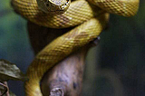 SNAKE ISLAND