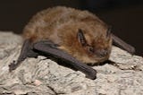 How Do Migrating Bats Get Their Bearings?