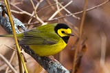 Migratory Songbirds’ Balancing Act Between Foraging And Longevity