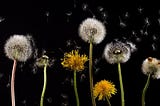 Why Spring Brings Some People to Their Sneeze