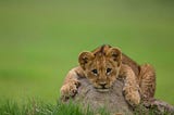 A lion cub