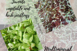 MICROGREENS — WITH MACRO BENEFITS!!