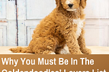 Why You Must Be In The Goldendoodles’ Lovers List